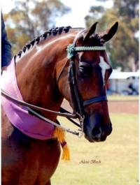 Horsezone